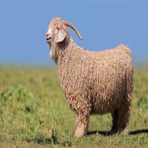 Sheep’s For Sale