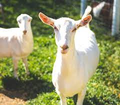 Goats For Sale